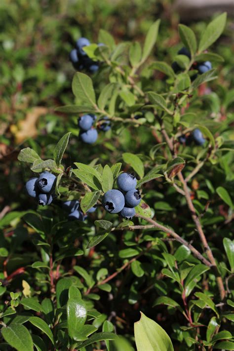 blurrberry|blueberry bush.